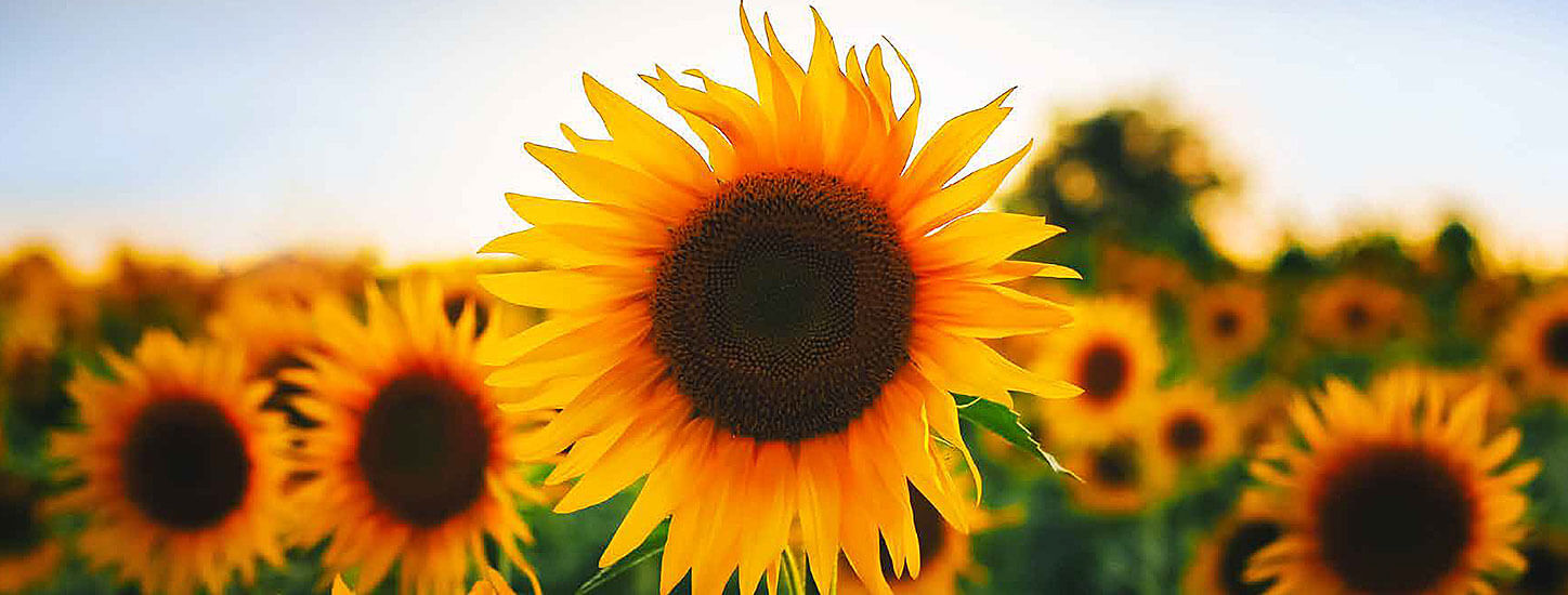 Nachhaltige Koziol 'Move Bowl 1,3 l' von bedrucken - Banner 