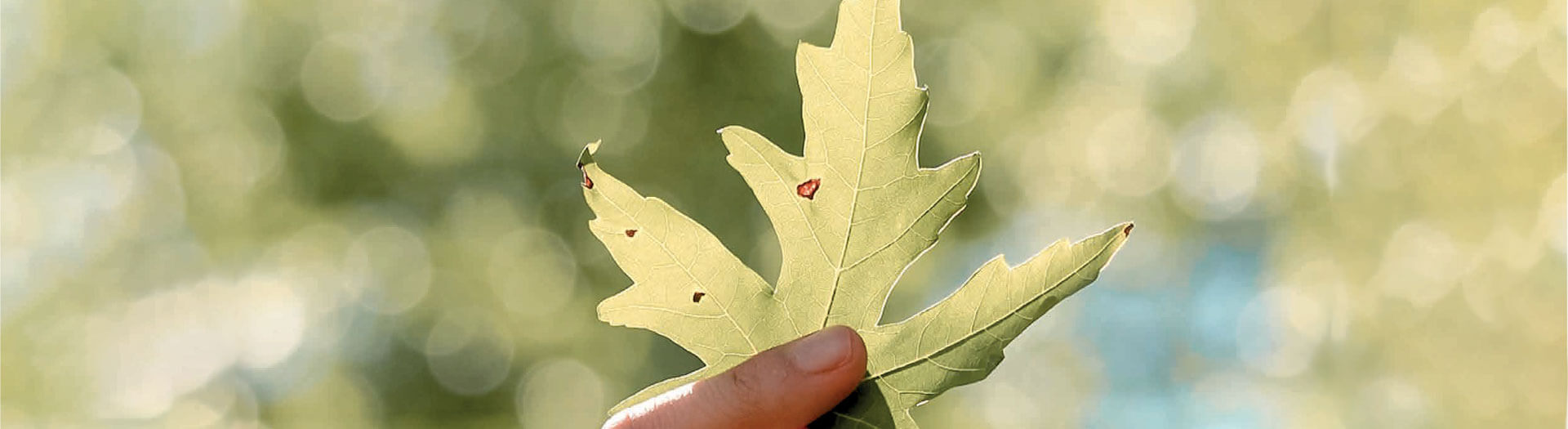 Bio Kunststoff Brotdose Koziol 'Basic' bedrucken - Banner 